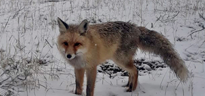 Tokat'ta ormanda kamp kuran kişi, yanına gelen tilkiyi besledi