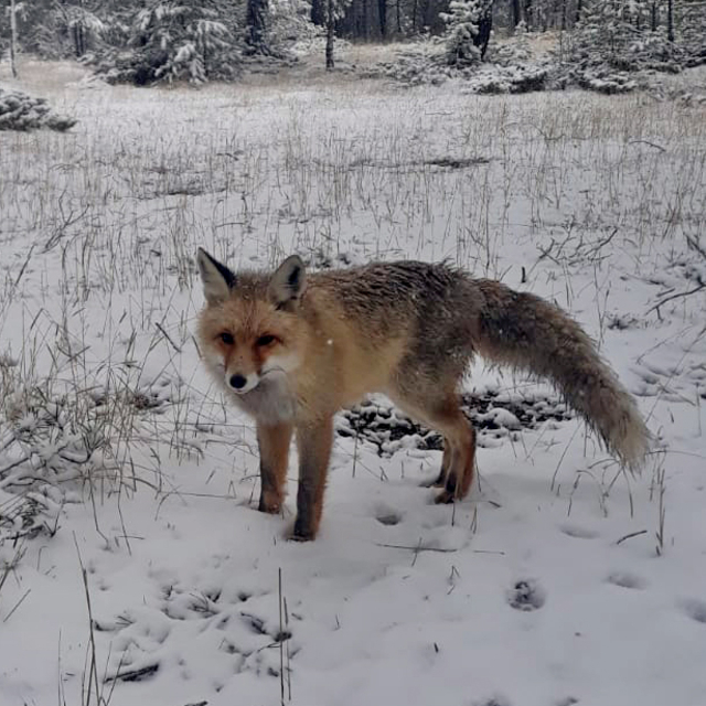 Tokat'ta ormanda kamp kuran kişi, yanına gelen tilkiyi besledi