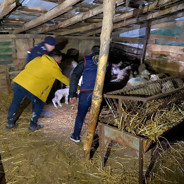 Balıkesir'de ağıldaki 37 koyunu çalan 2 zanlı tutuklandı