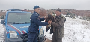 Yozgat'ta jandarmanın bulduğu yaralı şah kartal tedavi edilecek