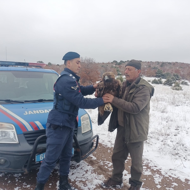 Yozgat'ta jandarmanın bulduğu yaralı şah kartal tedavi edilecek
