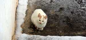 Sivas'ta kar yağışı etkili oldu