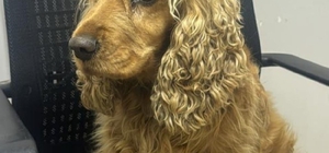 Eskişehir'de çalınan köpek sahibine teslim edildi