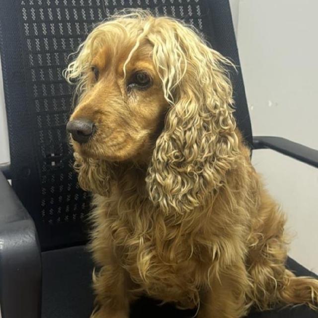 Eskişehir'de çalınan köpek sahibine teslim edildi