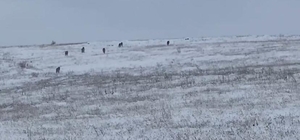 Köye inen kurt sürüsü kamerada