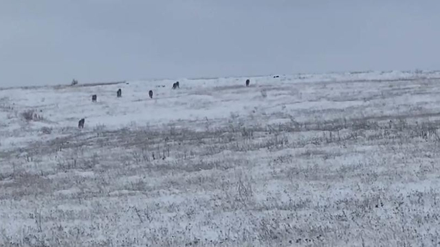 Köye inen kurt sürüsü kamerada