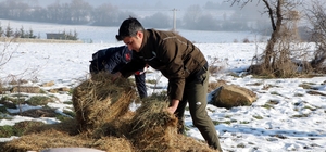 Karla kaplı yaylaya yılkı atları için yem bıraktılar