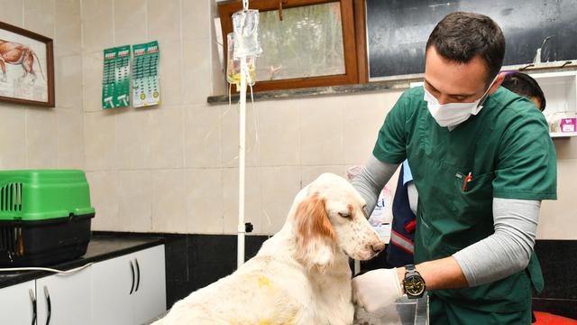 Samsun'da 1 yılda 3 bin 804 sokak hayvanı tedavi edildi