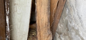 Kurtlar, kapısını kemirip girdikleri ahırlarda 30 küçükbaşı öldürdü