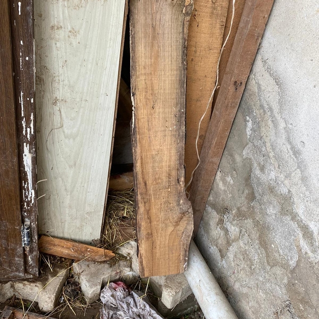 Kurtlar, kapısını kemirip girdikleri ahırlarda 30 küçükbaşı öldürdü