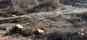 Bilecik'te kestiği ağacın altında kalan kişi öldü