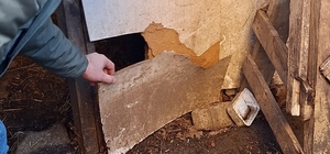 Trabzon'da kurtlar girdiği ağılda 20 küçükbaş hayvanı telef etti