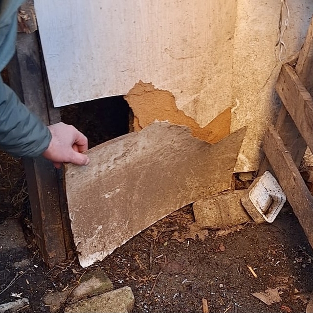 Trabzon'da kurtlar girdiği ağılda 20 küçükbaş hayvanı telef etti