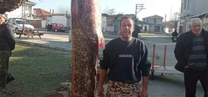 Meriç Nehri'nde 2 metre 30 santimetrelik yayın balığı yakalandı