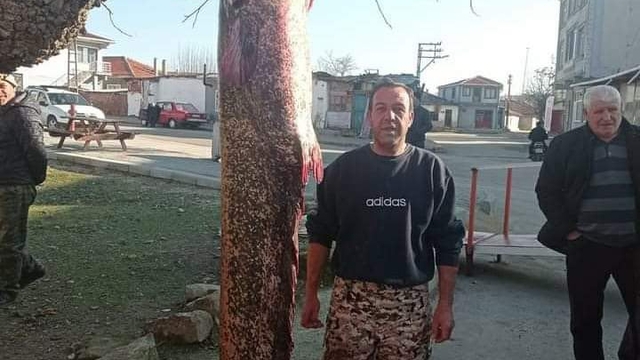 Meriç Nehri'nde 2 metre 30 santimetrelik yayın balığı yakalandı