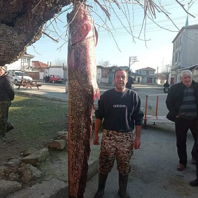 Meriç Nehri'nde 2 metre 30 santimetrelik yayın balığı yakalandı