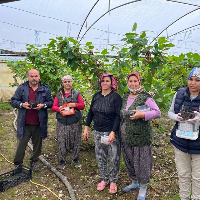 Erkenci karadutun tanesi 2,5 liradan alıcı buluyor