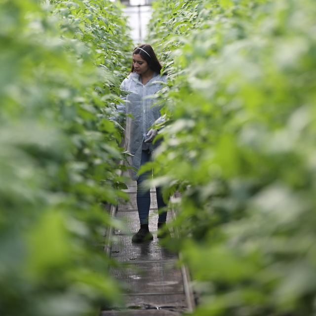 Pazarcılar kurdukları serayla hem üretime hem de kadın istihdamına katkı sa...