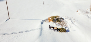 Van'da karla kaplı köylerdeki besiciler zor şartlarda hayvanlarını besliyor