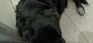 Çiğli´de 13 köpek zehirlendi; 11'i öldü