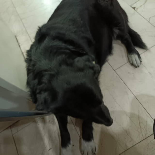 Çiğli´de 13 köpek zehirlendi; 11'i öldü