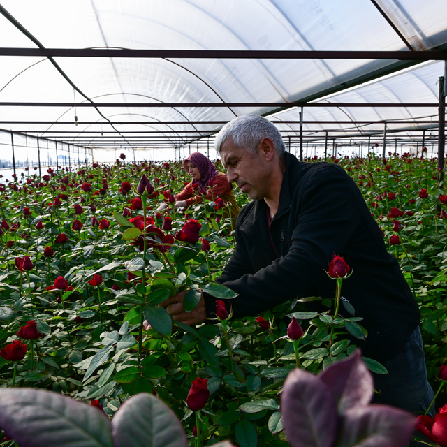 Gül üreticilerinde "Sevgililer Günü" yoğunluğu başladı