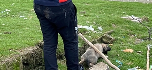 Batman'da çöken ahırın altında kalan köpek yavruları kurtarıldı