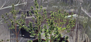 Kocaeli'de evinde kurduğu düzenekle uyuşturucu imal eden şüpheli yakalandı