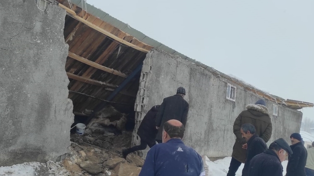 Erzurum'da ahırın çökmesi sonucu hayvanlardan 1'i telef oldu, 43'ü kurtarıldı