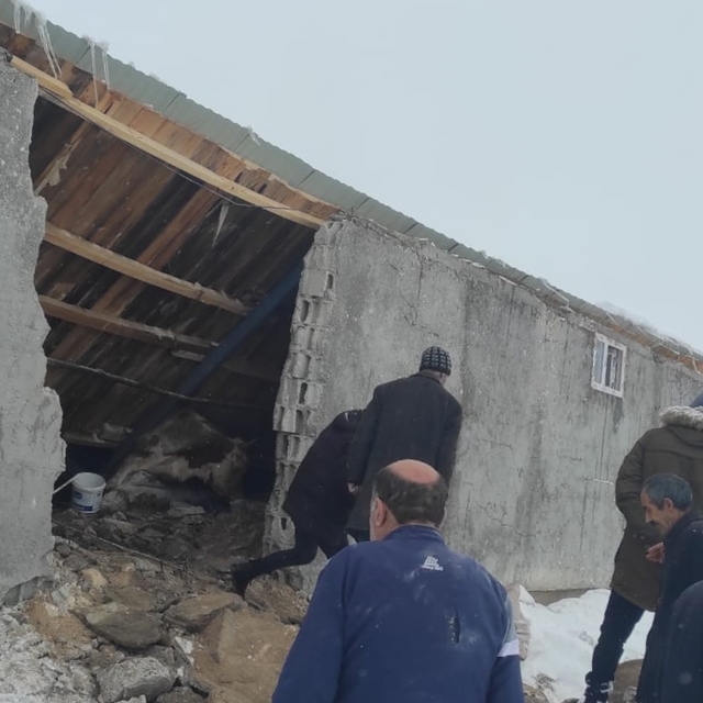 Erzurum'da ahırın çökmesi sonucu hayvanlardan 1'i telef oldu, 43'ü kurtarıl...