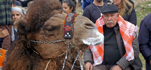 Muğla'da deve güreşleri geleneği sürdürülüyor