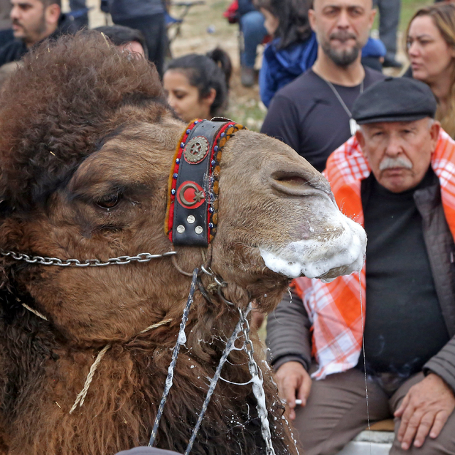 Muğla'da deve güreşleri geleneği sürdürülüyor
