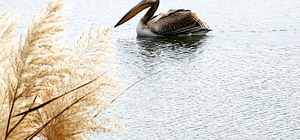Kemer'de ak pelikan görüldü