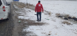 Türk Kızılay Baskil Şubesi sahipsiz hayvanlar için belirli noktalara yiyece...