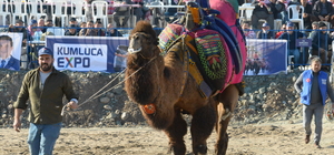 Antalya'da develer güreştirildi
