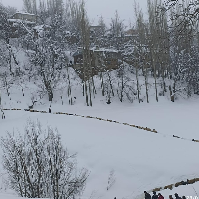 Küçükbaş sürüsünün karda zorlu yolculuğu