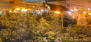 Kocaeli'de 500 kök Hint keneviri ele geçirildi