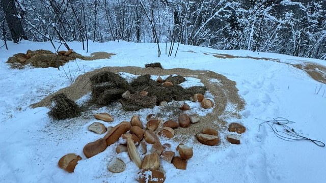 Acelle Yaylası'na yaban hayvanları için yem bırakıldı