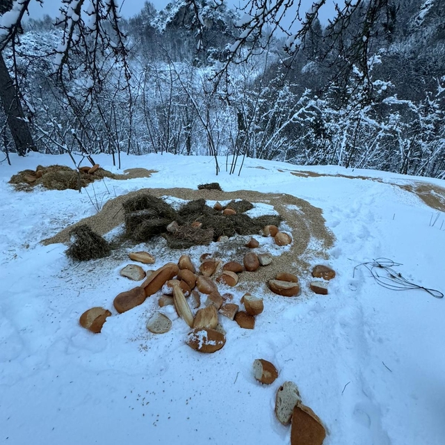 Acelle Yaylası'na yaban hayvanları için yem bırakıldı