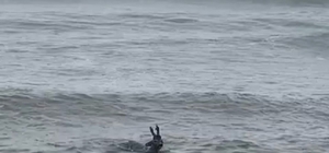 Denize düşen karaca kurtarılıp, doğaya salındı