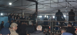 Ödemiş'te horoz dövüştürenlere para cezası kesildi