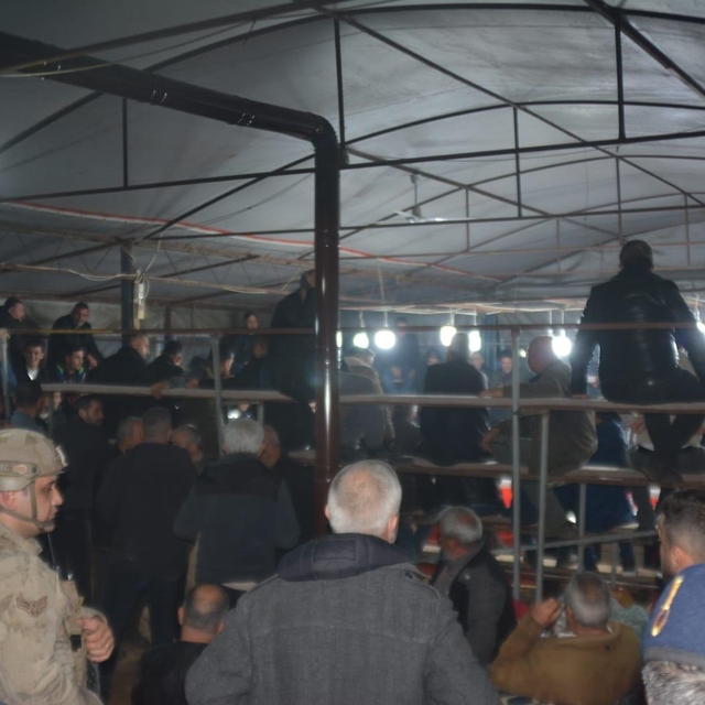 Ödemiş'te horoz dövüştürenlere para cezası kesildi