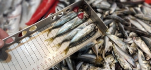 Beyşehir'de boy limiti altında balık satışı yapanlara ceza uygulanıyor