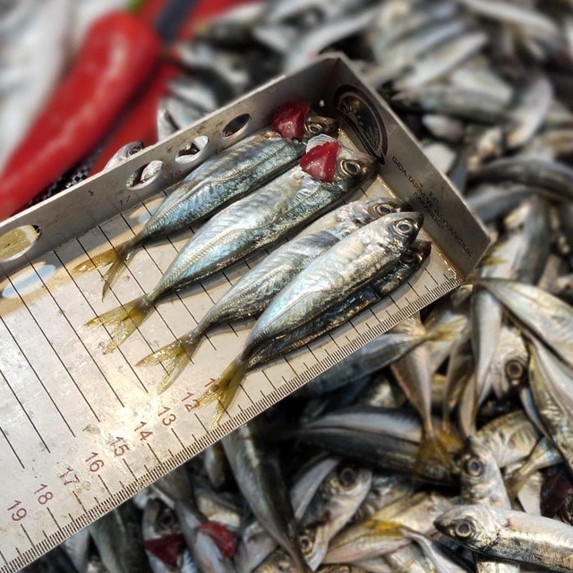 Beyşehir'de boy limiti altında balık satışı yapanlara ceza uygulanıyor