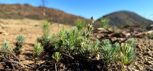 Marmaris'te yanan orman alanlarında tohumla yapılan çalışmalarda çimlenme b...