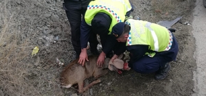 Kastamonu'da aracın çarptığı karaca öldü