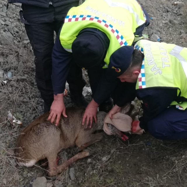 Kastamonu'da aracın çarptığı karaca öldü
