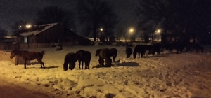 Karla kaplı yaylada aç kalan yılkı atları şehir merkezine indi