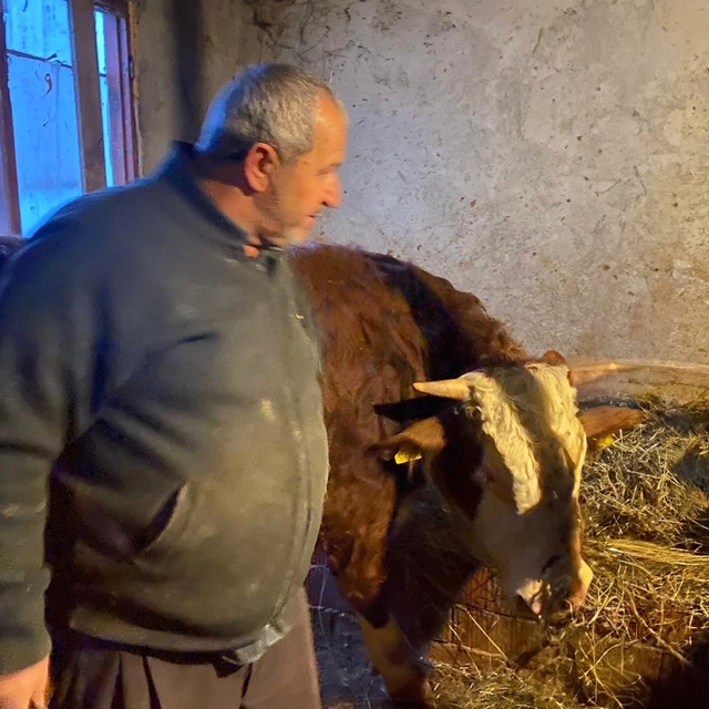 Kendisini yaralayan boğasını sarılıp öptü; `Hayvanlarım nazara geldi´