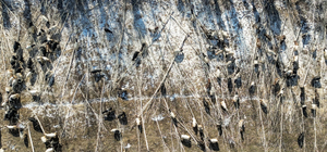 Erzincanlı besiciler, keçi sürülerini kışın kavak ağacının kabuklarıyla besliyor